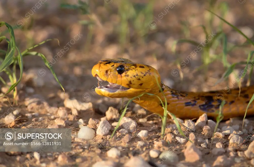 Cape cobra, yellow cobra (Naja nivea), Kgalagadi Transfrontier Park, Kalahari desert, South Africa/Botswana.