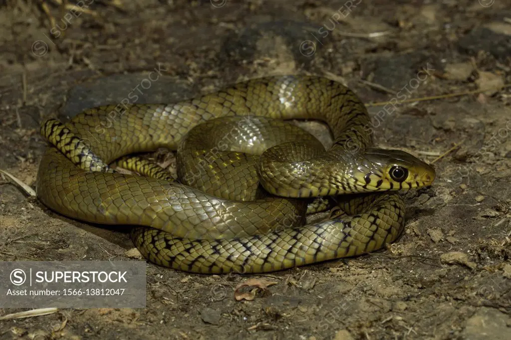 Rat snake, Ptyas mucosa , Aarey Milk Colony , INDIA. Ptyas mucosa, commonly known as the oriental ratsnake, Indian rat snake, 'darash' or dhaman, is a...