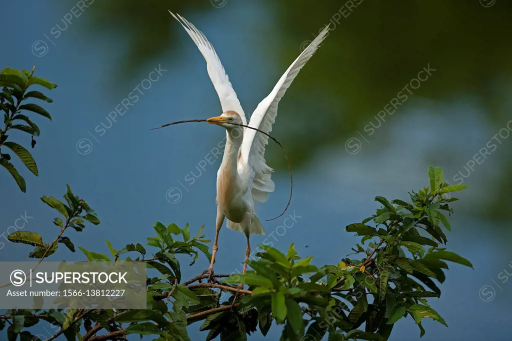 Cattle egret (Bubulcus ibis), with nesting material, Costa Rica