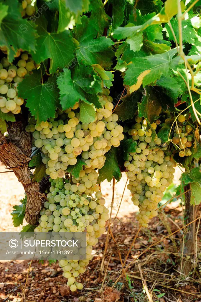 grape. Field of vines, Santa Maria, Mallorca, Balearic Islands, spain