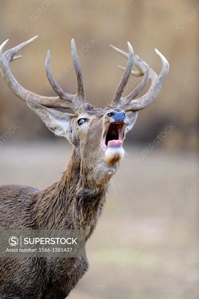 The red deer Cervus elaphus, also called European deer mating season called rutting.