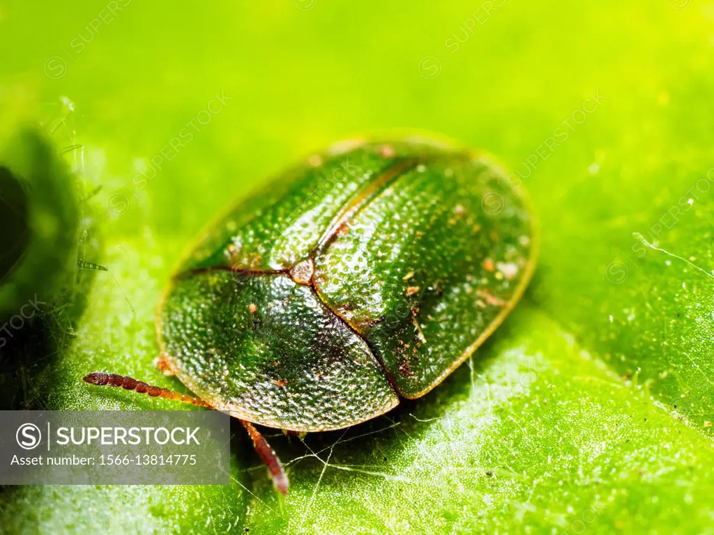 Green tortoise beetle (Cassida viridis) - London, England.
