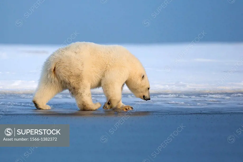 United States , Alaska , Arctic National Wildlife Refuge , Kaktovik , Polar Bear( Ursus maritimus ) , along a barrier island outside Kaktovik, Alaska....