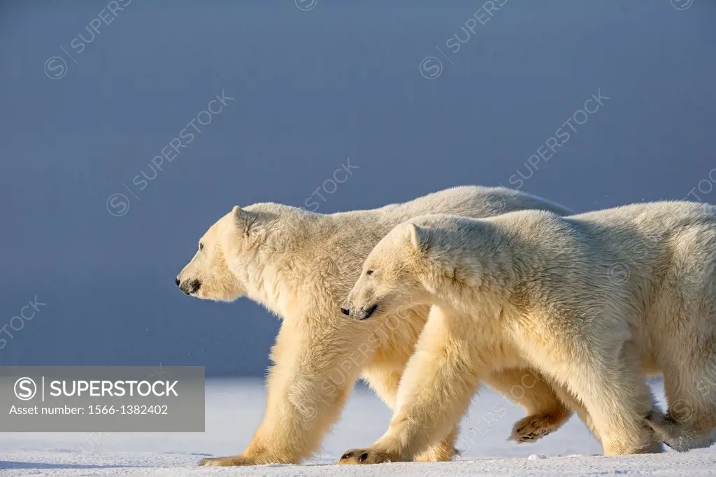 United States , Alaska , Arctic National Wildlife Refuge , Kaktovik , Polar Bear( Ursus maritimus ) , mother with one cub along a barrier island outsi...