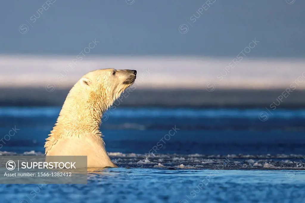 United States , Alaska , Arctic National Wildlife Refuge , Kaktovik , Polar Bear( Ursus maritimus ) , in the slush ice along a barrier island outside ...