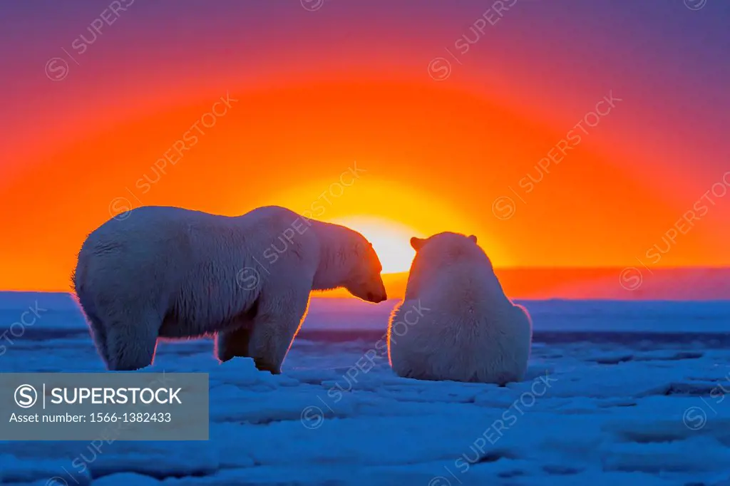 United States , Alaska , Arctic National Wildlife Refuge , Kaktovik , Polar Bear( Ursus maritimus ) , in the sunset along a barrier island outside Kak...