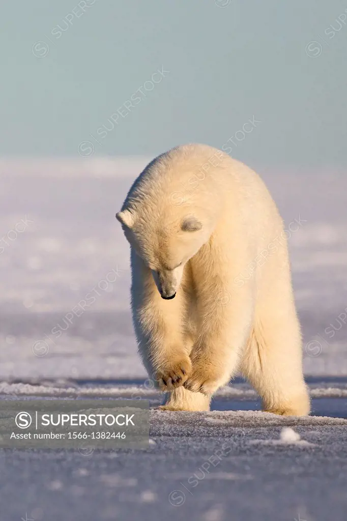 United States , Alaska , Arctic National Wildlife Refuge , Kaktovik , Polar Bear( Ursus maritimus ) , 2 and 10 months years old cub , jumping , pushin...