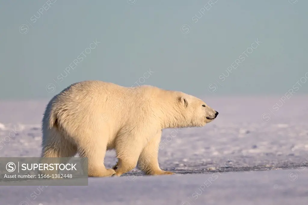 United States , Alaska , Arctic National Wildlife Refuge , Kaktovik , Polar Bear( Ursus maritimus ) , 2 and 10 months years old cub along a barrier is...