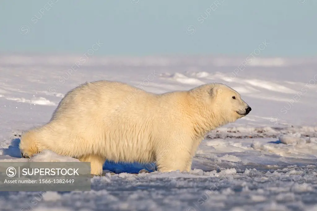 United States , Alaska , Arctic National Wildlife Refuge , Kaktovik , One sub adult polar bear , in slush ice along a barrier island outside Kaktovik,...