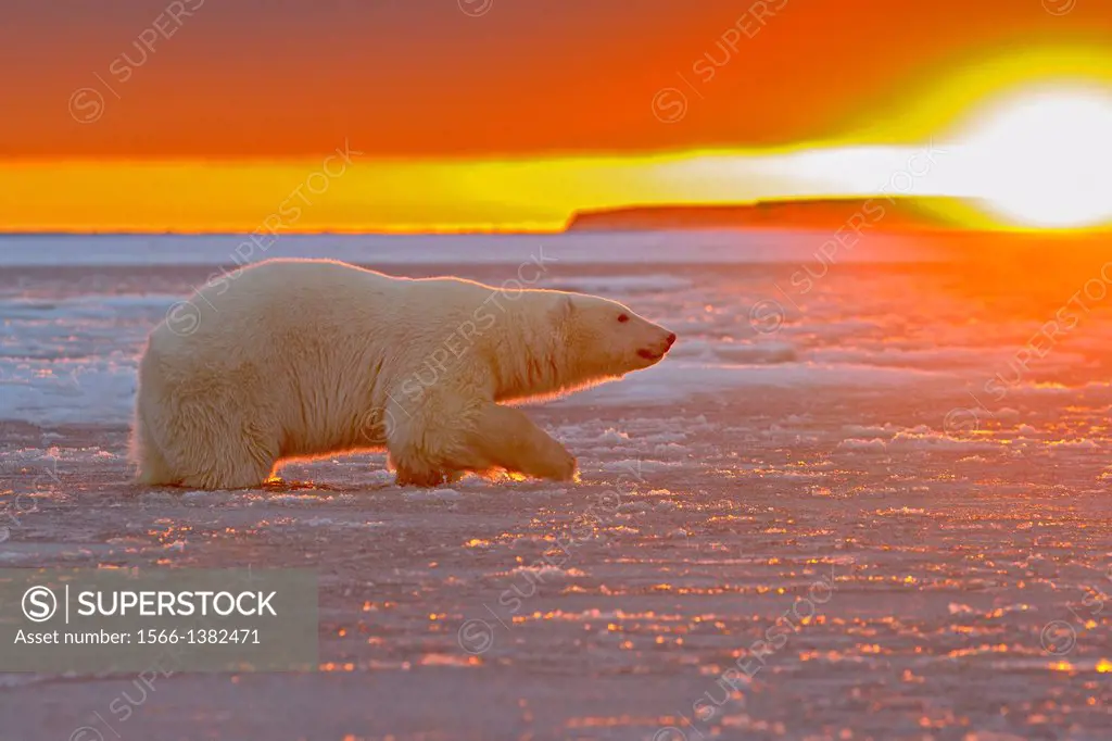 United States , Alaska , Arctic National Wildlife Refuge , Kaktovik , One sub adult polar bear in slush ice at sunset along a barrier island outside K...