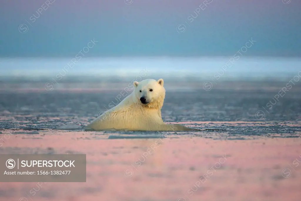 United States , Alaska , Arctic National Wildlife Refuge , Kaktovik , One sub adult polar bear swim in slush ice along a barrier island outside Kaktov...