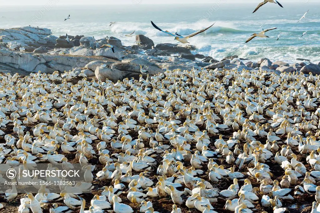 Cape gannet, Bird Island, Lambert's Bay, Western Cape province, South Africa, Africa.