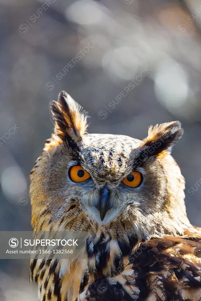 EURASIAN EAGLE OWL (Bubo bubo).