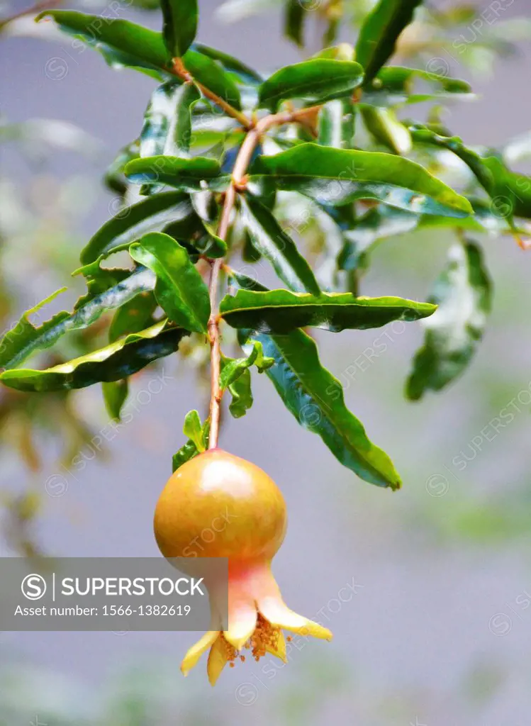 immature pomegranate fruit on tree (Hawai'i) (Punica granatum).