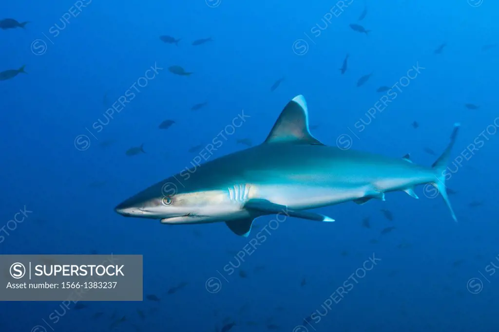 Silvertip Shark, Carcharhinus albimarginatus, Roca Partida, Revillagigedo Islands, Mexico.