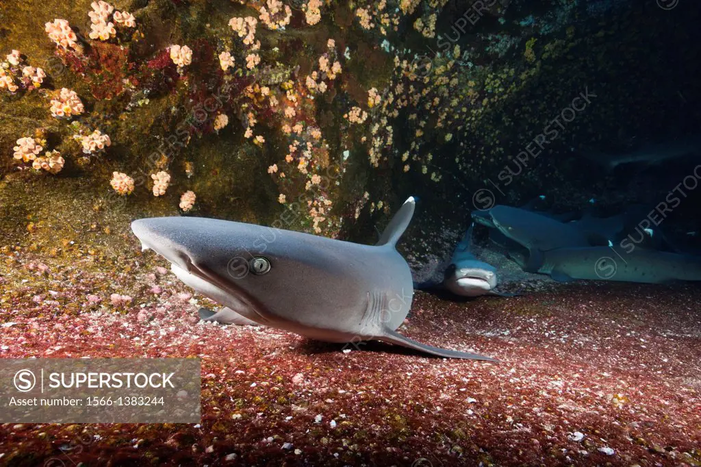 Whitetip Reef Shark resting in Cave, Triaenodon obesus, Roca Partida, Revillagigedo Islands, Mexico.