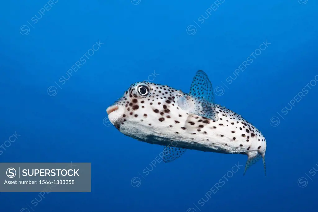 Common Porcupinefish, Diodon hystrix, Socorro, Revillagigedo Islands, Mexico.