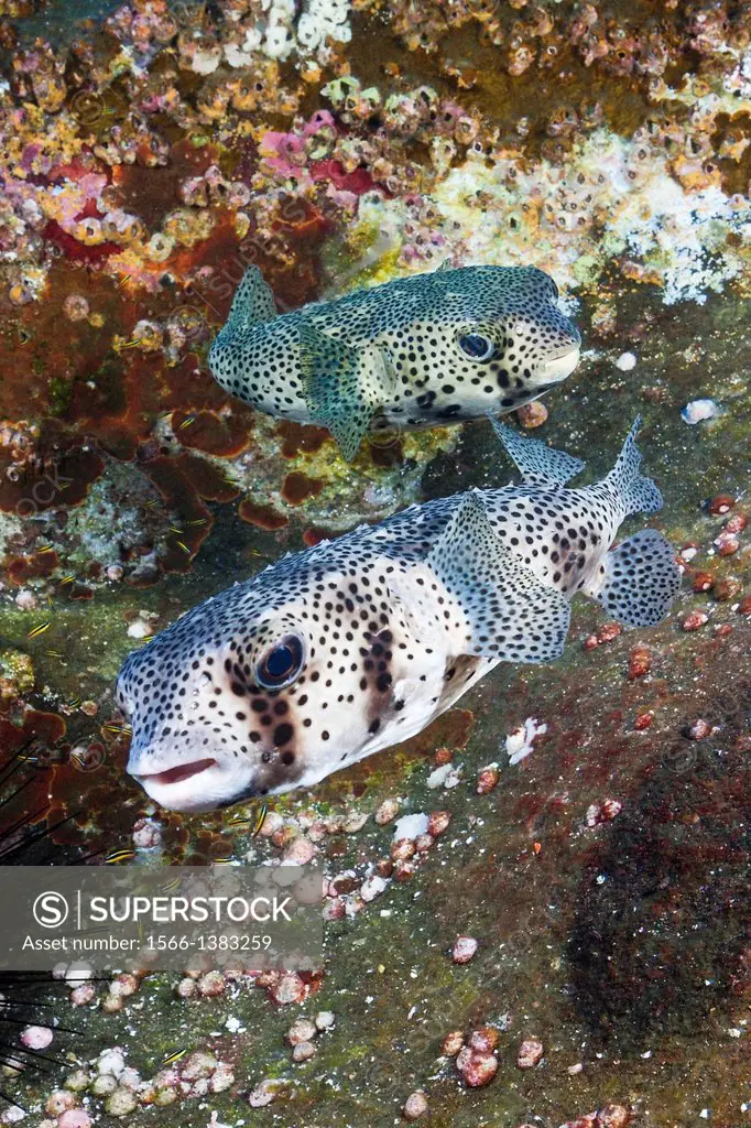 Common Porcupinefish, Diodon hystrix, San Benedicto, Revillagigedo Islands, Mexico.