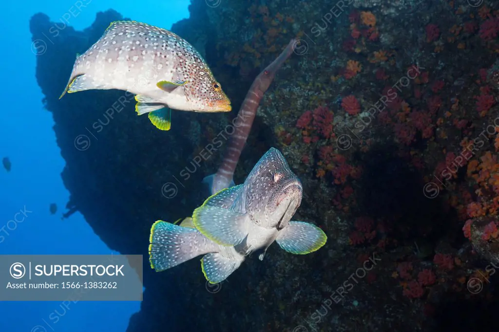 Leather Bass, Dermatolepis dermatolepis, Socorro, Revillagigedo Islands, Mexico.