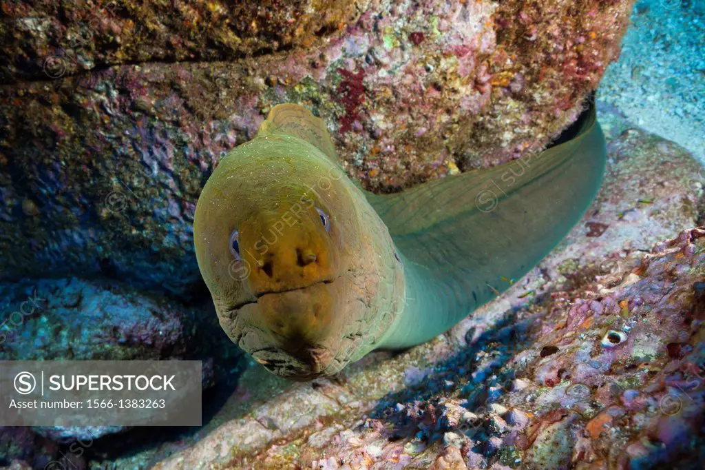 Panamic Green Moray Eel, Gymnothorax castaneus, Socorro, Revillagigedo Islands, Mexico.