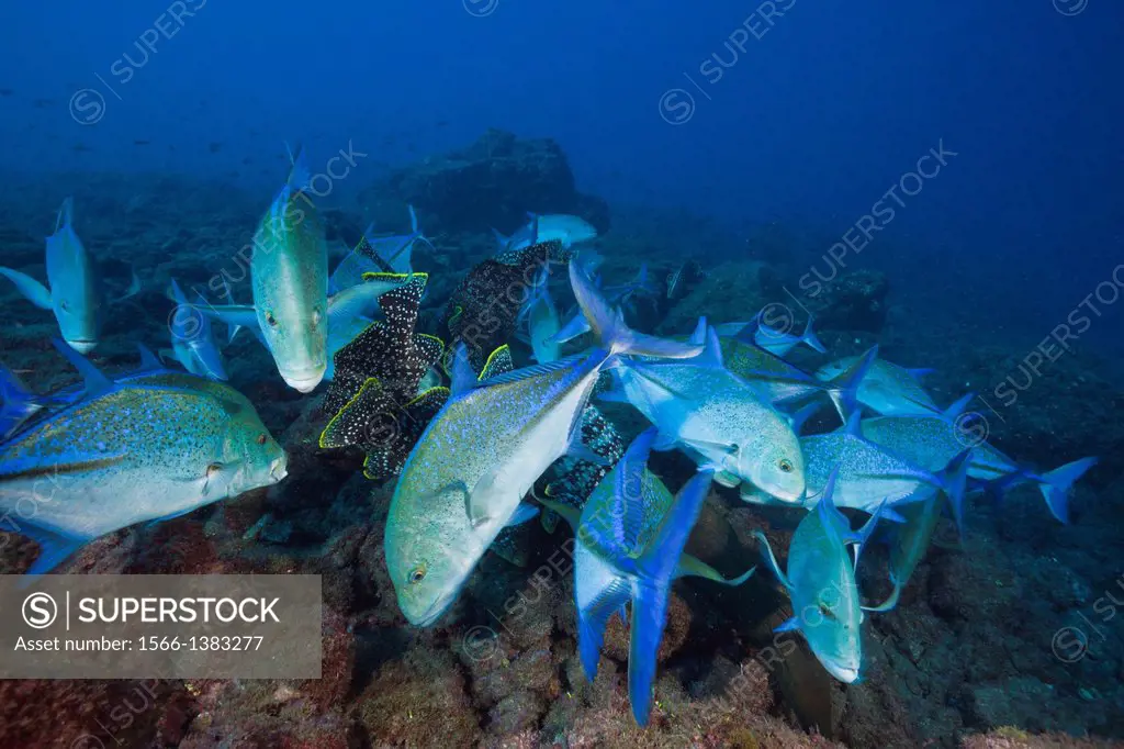 Bluefin Trevally, Caranx melampygus, Socorro, Revillagigedo Islands, Mexico.