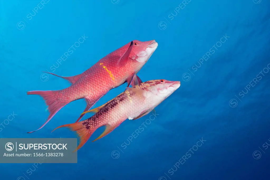 Mexican Hogfish, Bodianus diplotaenia, Socorro, Revillagigedo Islands, Mexico.