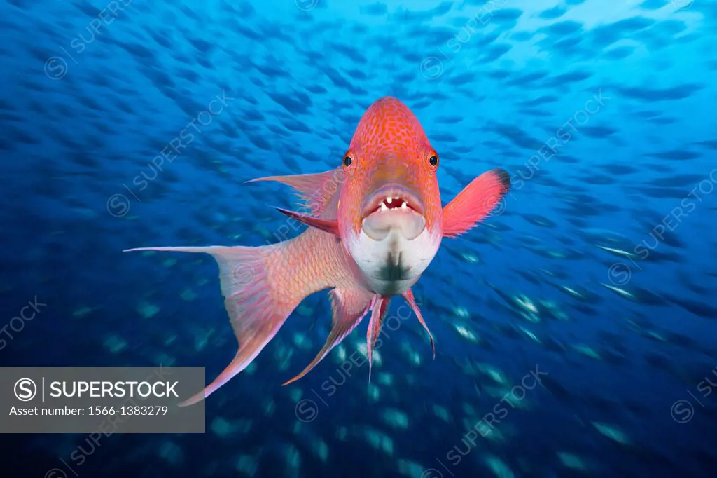 Mexican Hogfish, Bodianus diplotaenia, Socorro, Revillagigedo Islands, Mexico.
