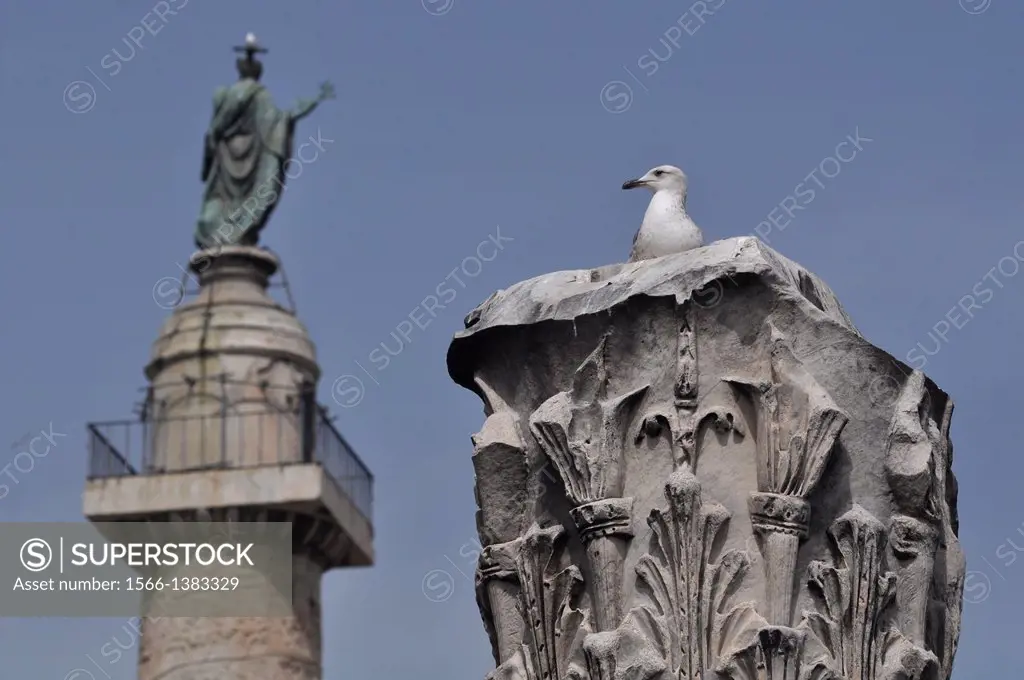 Roma, Italy, seagull on a column at Fori Imperiali