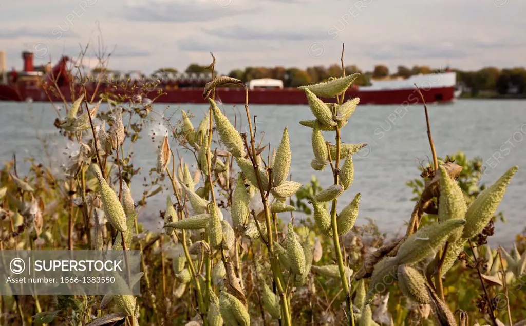 Detroit, Michigan - Milkweed seed pods on Belle Isle, a Detroit city park, on the shore of the Detroit River. The Great Lakes freighter Joseph H. Thom...