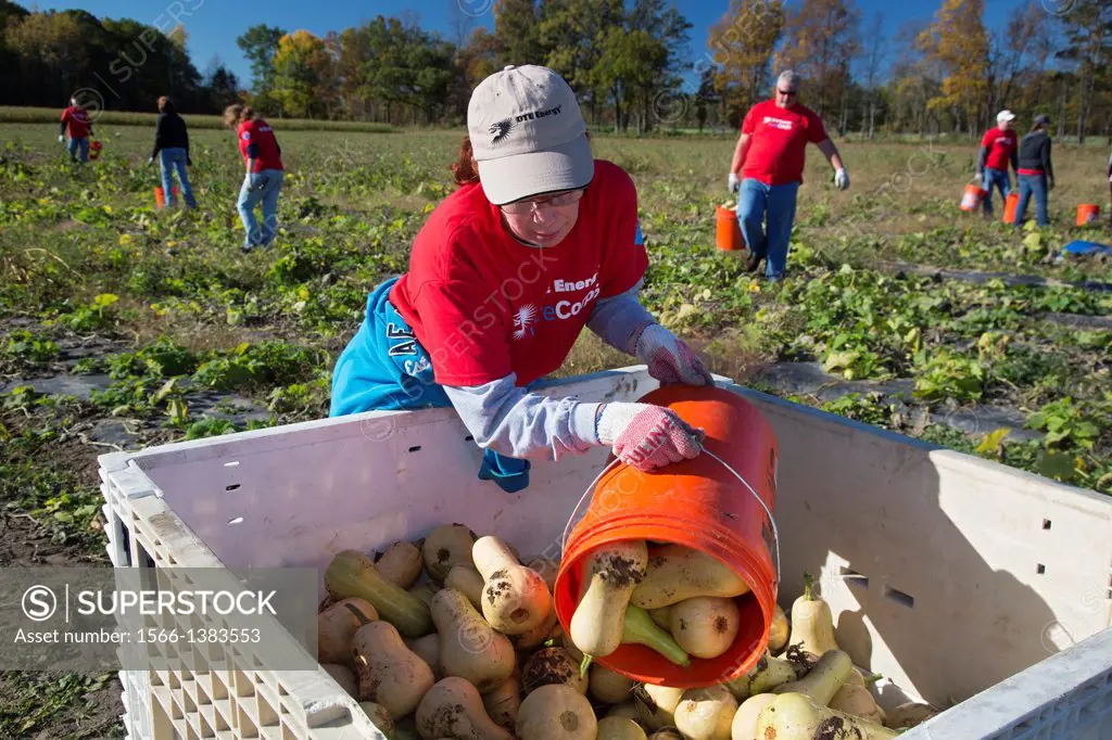 Deerfield Township, Michigan - Volunteers from DTE Energy harvest squash for Forgotten Harvest, a charity that provides food to soup kitchens, food ba...