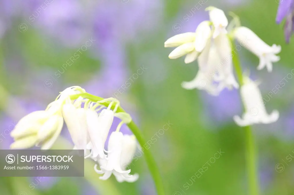 a beautiful close up of whitebells in a field of bluebells.