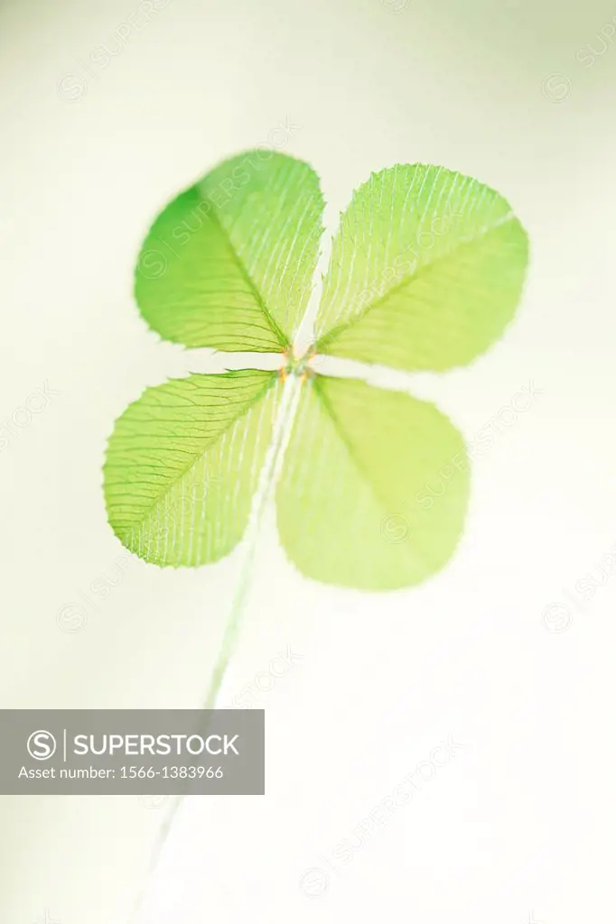 a traditional good luck symbol, the four leaf clover.