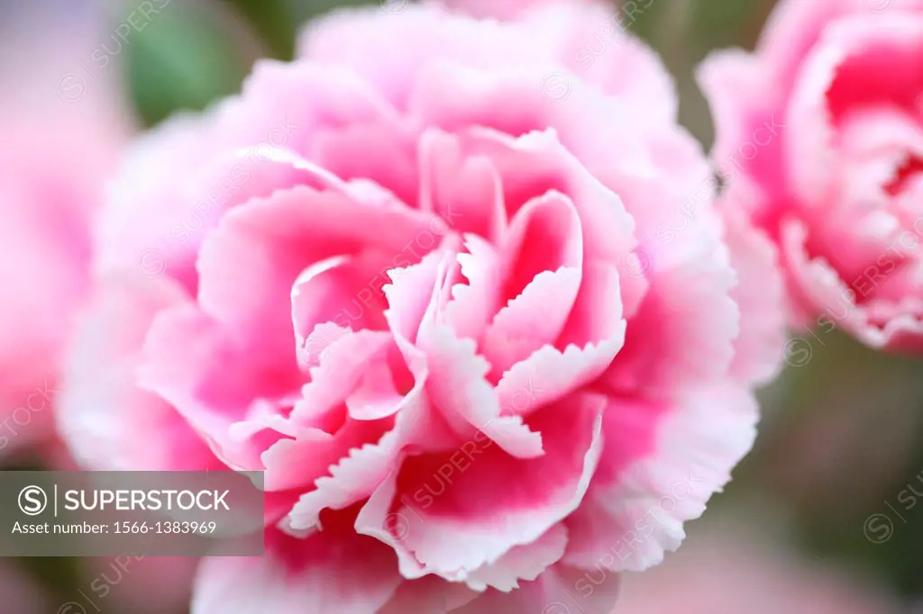 beautifully delicate close up image of the classic carnation.