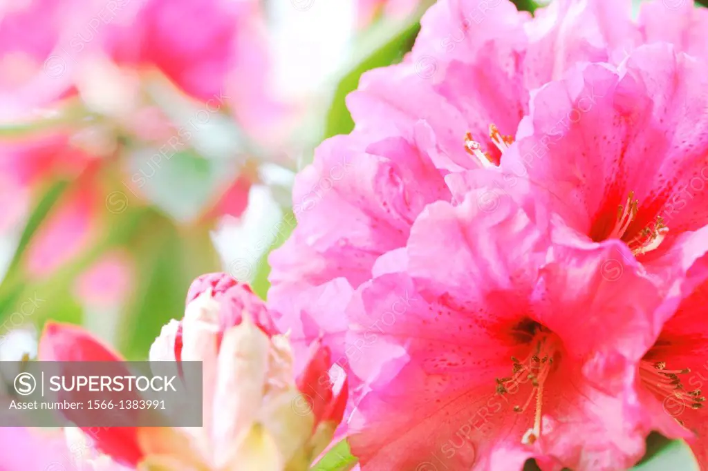 sun-kissed cluster of pink rhododendron blooms.