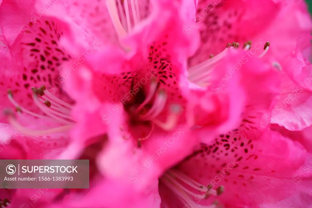 rich and free flowing rhododendron cluster of flowers close up.