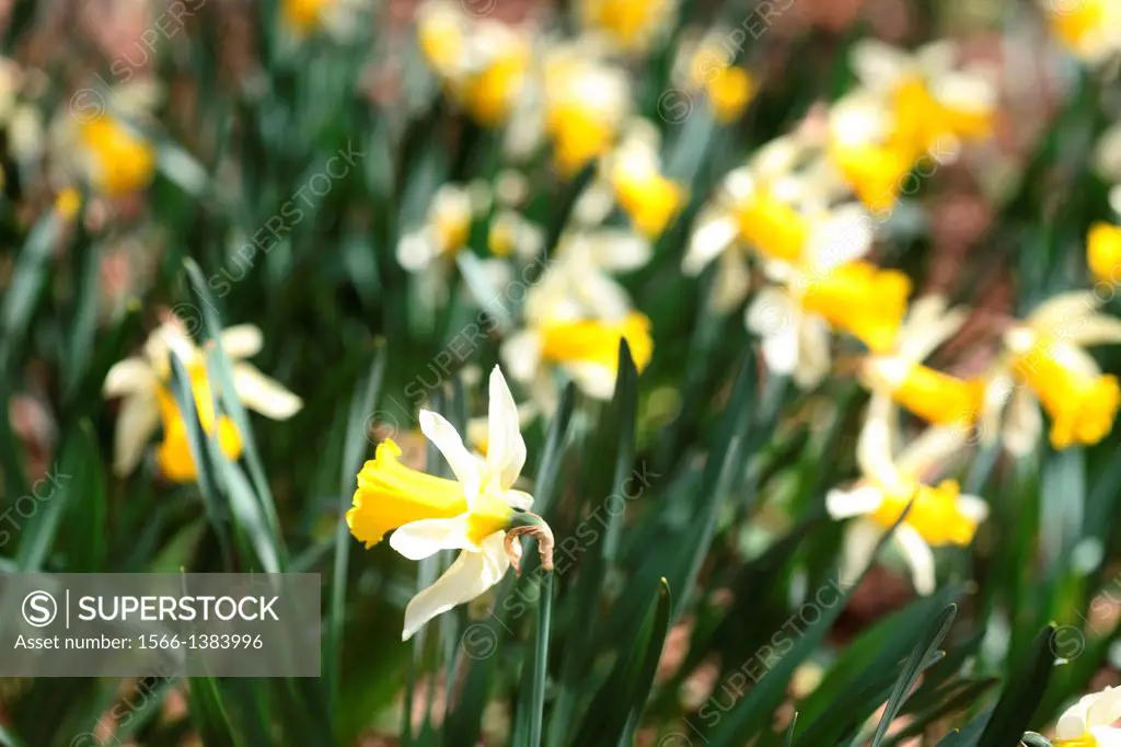a glorious daffodil field.