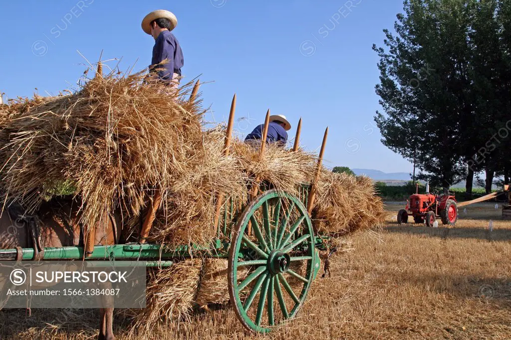 Traditional grain harvest collection, La Fuliola, Urgell, Catalonia, Spain