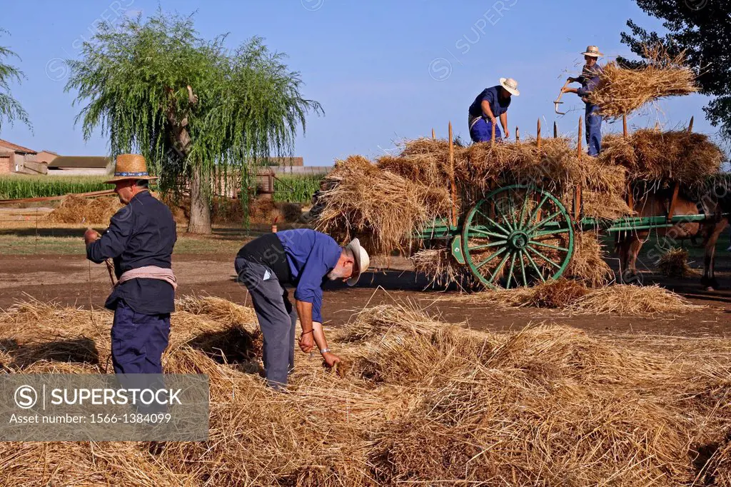 Traditional harvesting and threshing of grain harvest, La Fuliola, Urgell, Catalonia, Spain