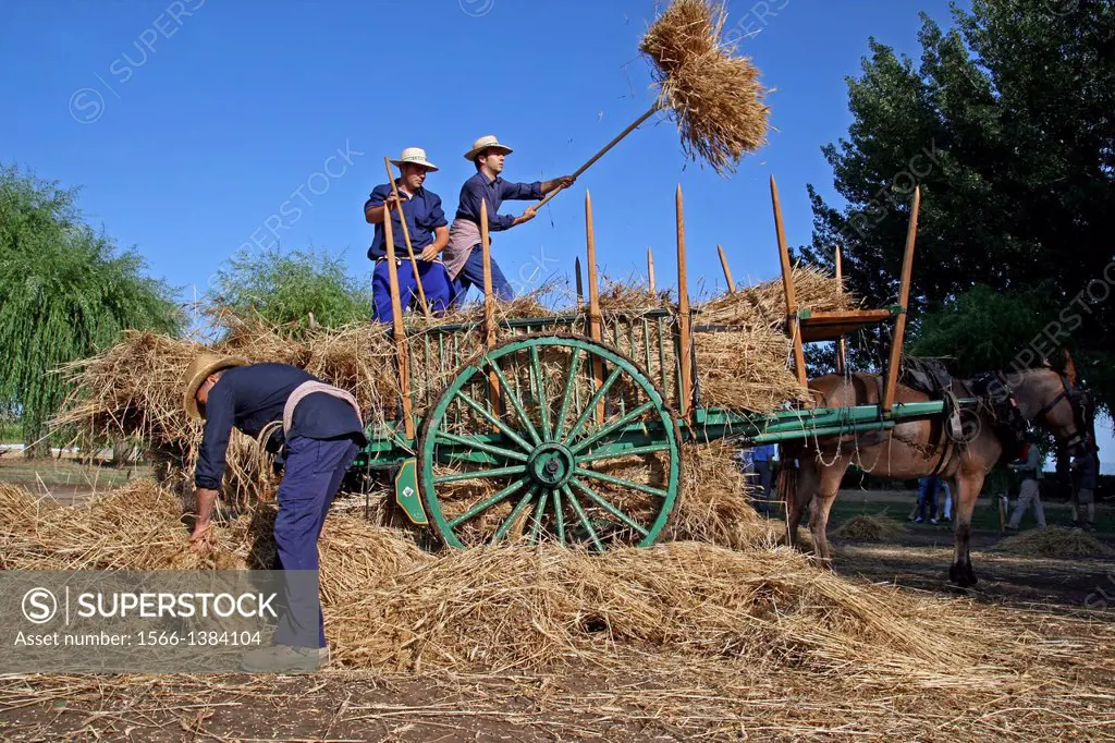 Traditional harvesting and threshing of grain harvest, La Fuliola, Urgell, Catalonia, Spain