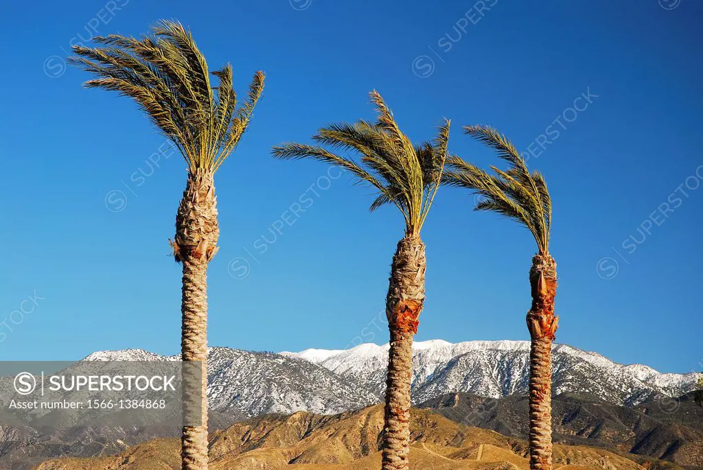 Palm Trees and Snow Caps