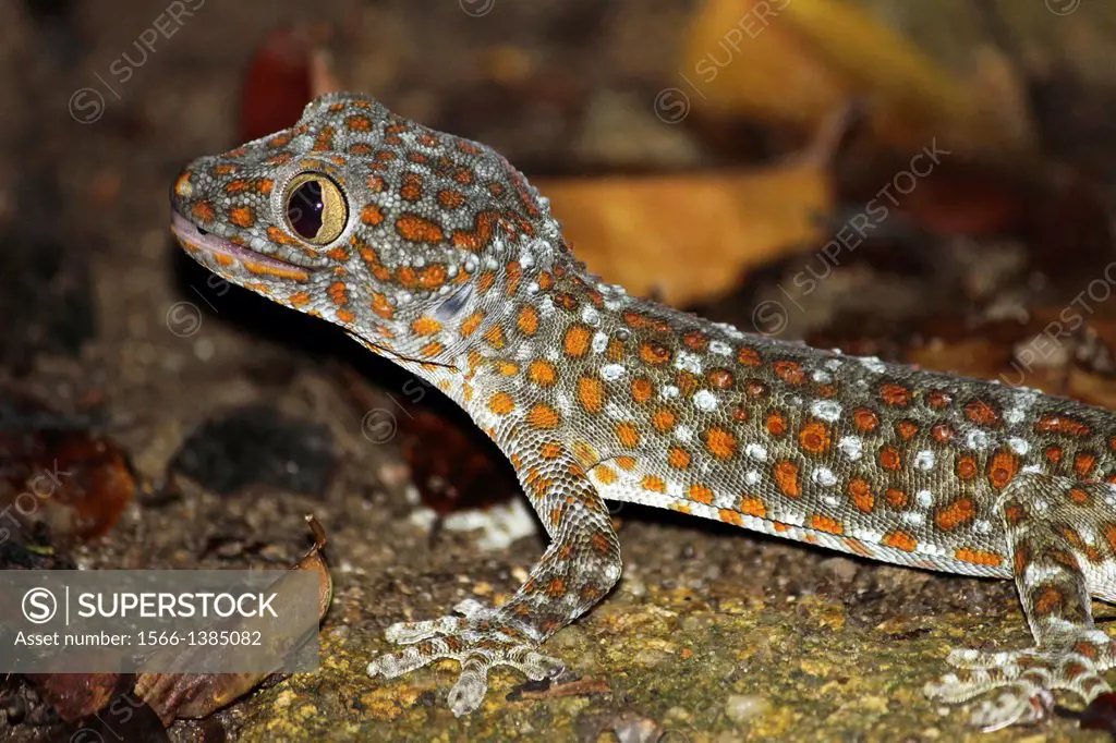 Gecko Tokay in the jungle, Island Pulau Perhentian Kecil, Terengganu, Malaysia.