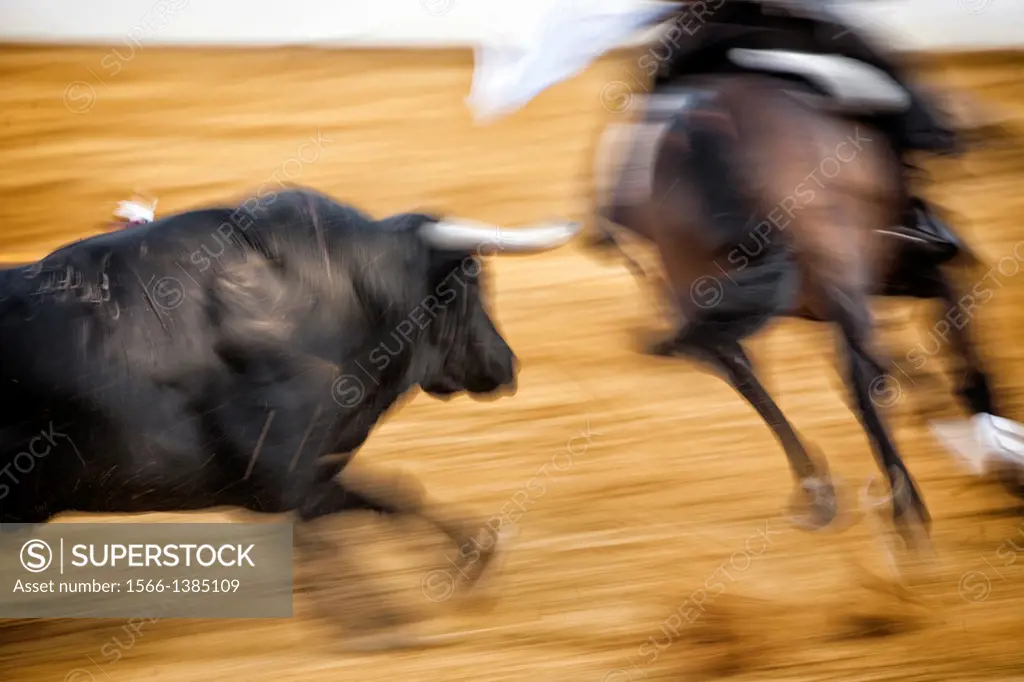 brave bull chasing horse during a bullfight, Spain.