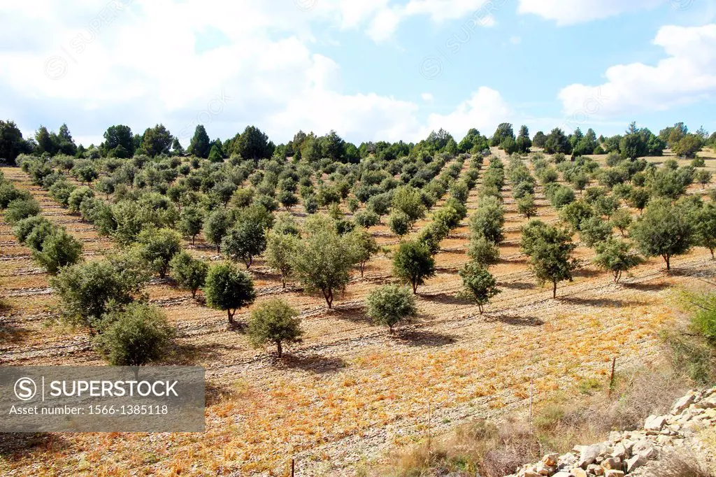 Field of oaks Quercus ilex for the production of black truffle Tuber melanosporum in Sarrión, Teruel province, Aragón, Spain