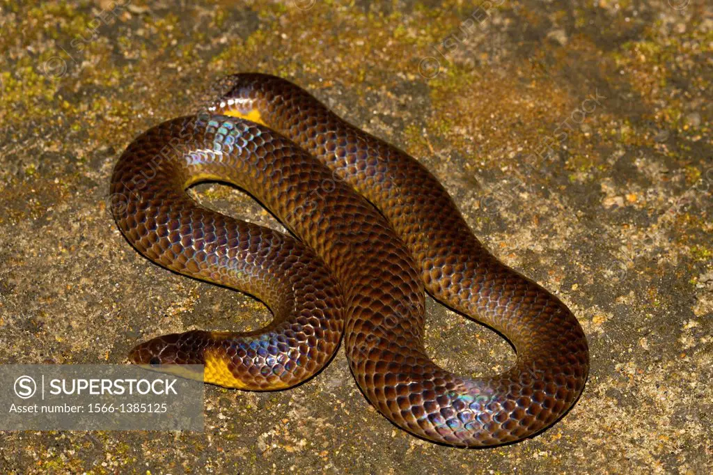PIED BELLIED SHIELDTAIL. Melanophidium punctatum, Periyar Tiger Reserve, Kerala, India.