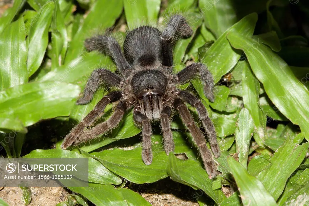 TARANTULA spider Location: Golaghat District, Assam.Tarantulas comprise a group of often hairy and very large arachnids belonging to the Theraphosidae...