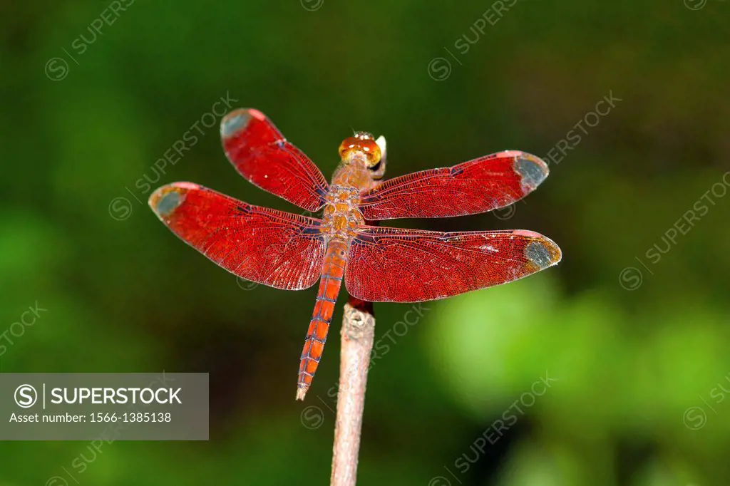 Name: Dragonfly Location: Golaghat District, Assam. Dragonflies are important predators that eat mosquitoes, and other small insects like flies, bees,...