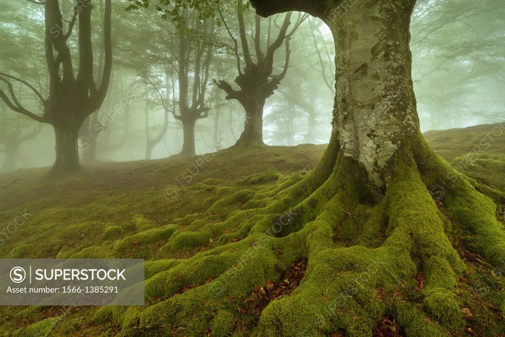 Beech forest, Gorbea Natural Park, Alava/Vizcaya, Basque Country, Spain. El Parque Natural del Gorbea, posee centenarios bosques de hayas trasmochas, ...