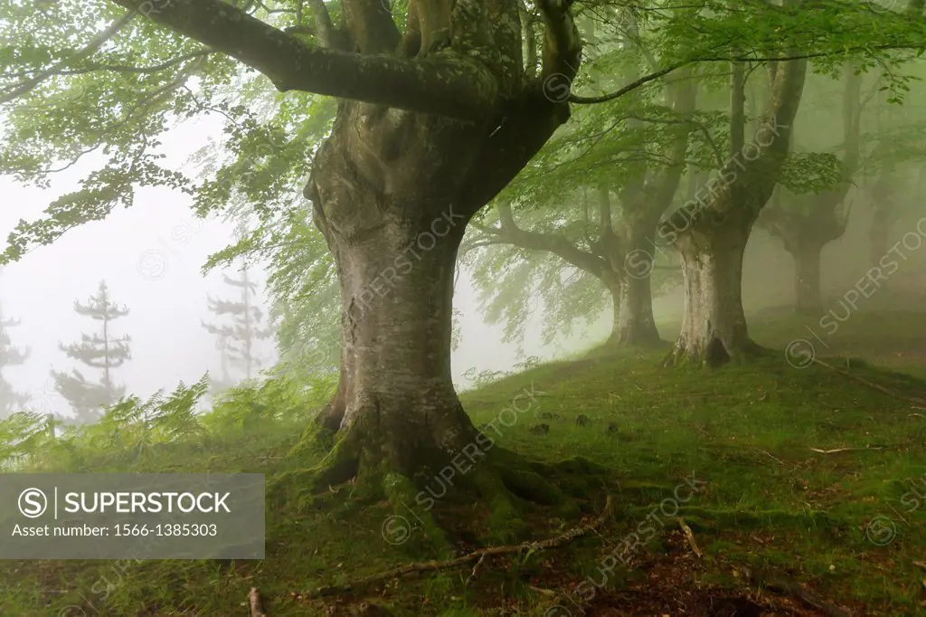 Gorbea Natural Park, ancient beech forests has trasmocha, adquirireron form that feature to be cut to the height of three meters for the latter to use...