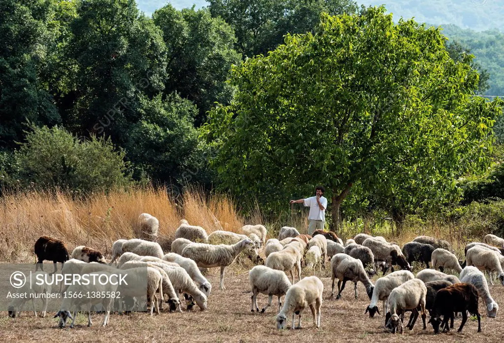 A shepherd with his flock near Mergalopoli, Arcadia, Central Peloponnese, Greece.