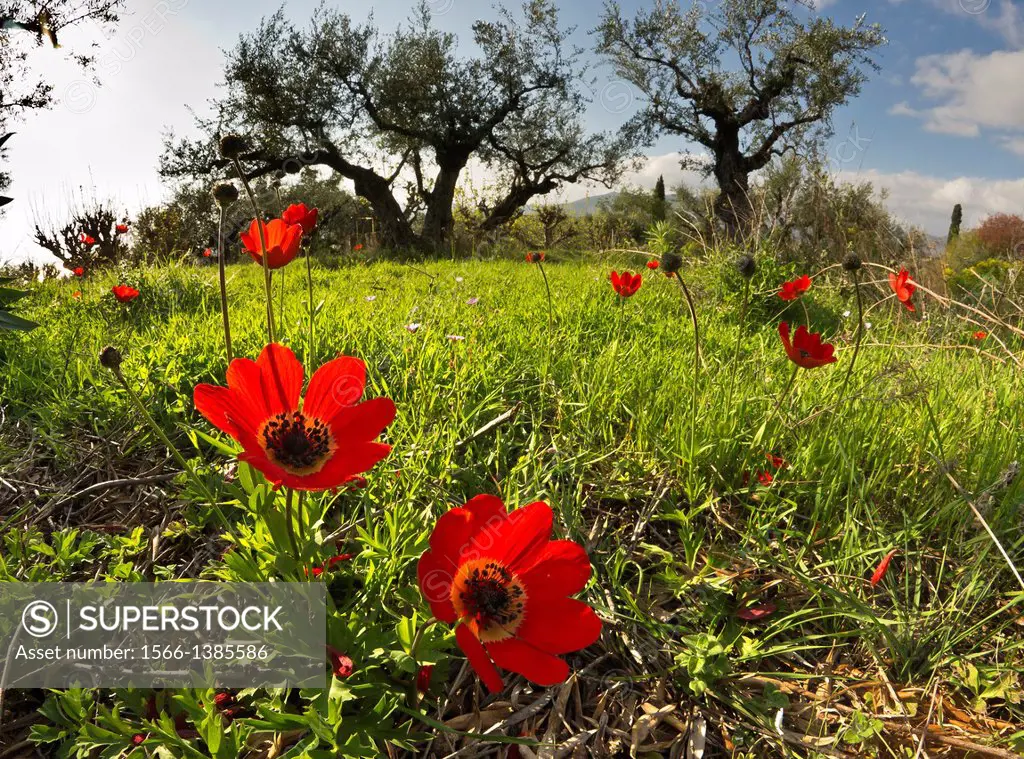 Spring wild flowers, Anemone coronaria, amongst the olive groves in the Outer Mani, Messinia, Southern Greece.